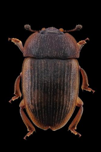 Phenolia sp.